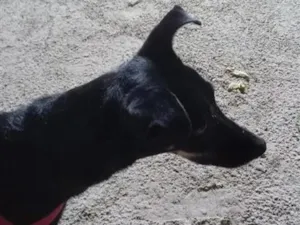 Cachorro raça SRD-ViraLata idade 5 anos nome Amora