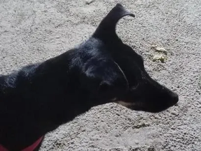 Cachorro raça SRD-ViraLata idade 5 anos nome Amora