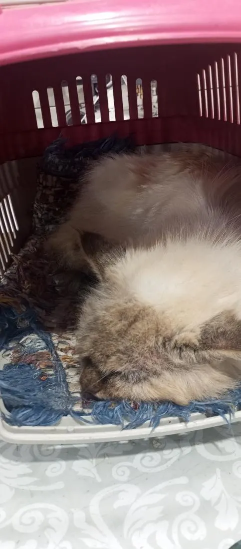Gato raça SRD-ViraLata idade 2 anos nome toco