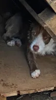 Mel