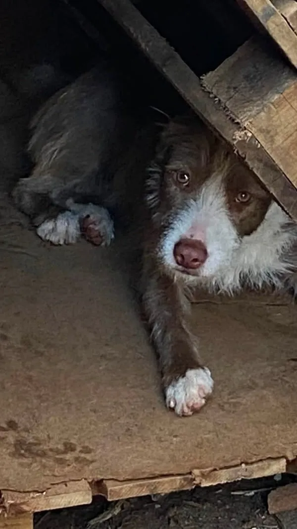 Cachorro raça SRD-ViraLata idade 7 a 11 meses nome Mel