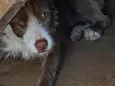 Mel