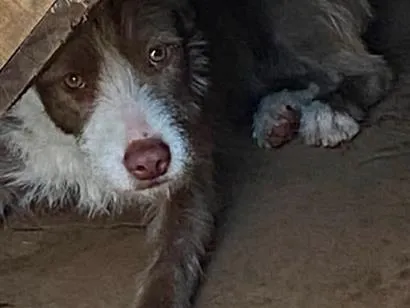 Cachorro raça SRD-ViraLata idade 7 a 11 meses nome Mel