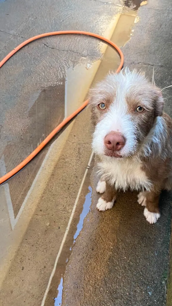 Cachorro raça SRD-ViraLata idade 7 a 11 meses nome Mel
