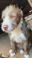 Mel