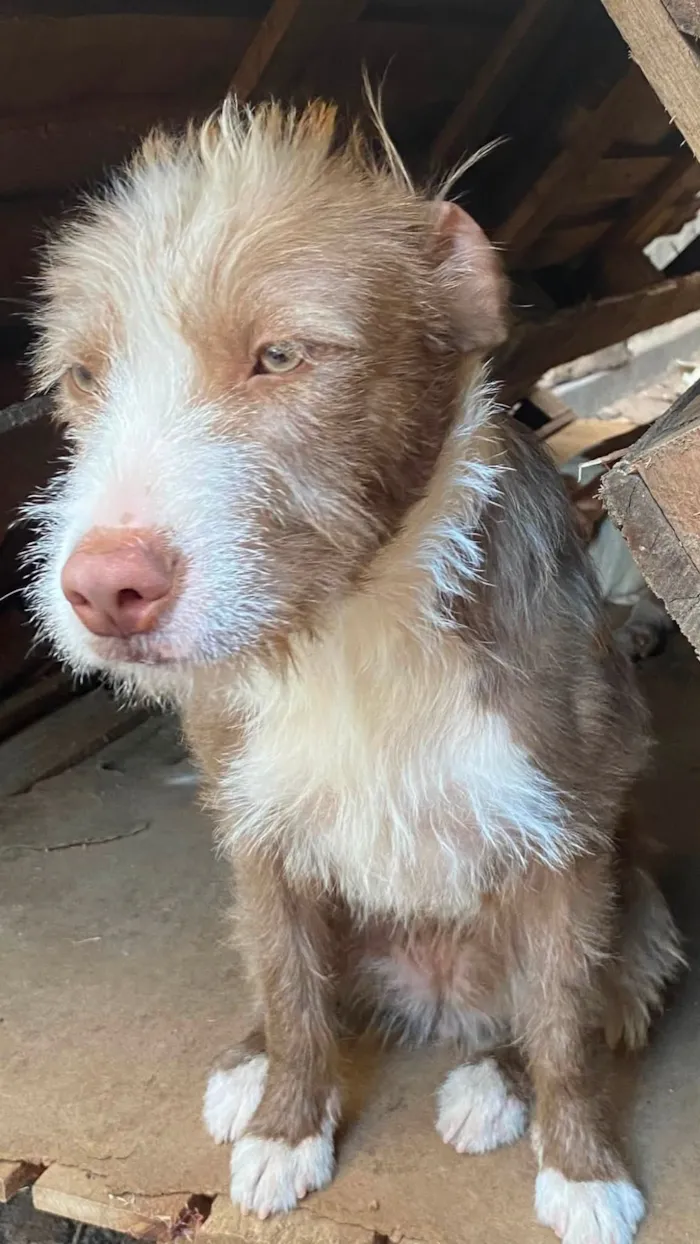 Cachorro raça SRD-ViraLata idade 7 a 11 meses nome Mel
