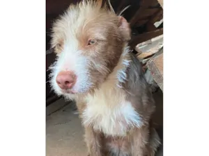 Cachorro raça SRD-ViraLata idade 7 a 11 meses nome Mel