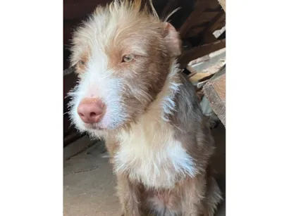 Cachorro raça SRD-ViraLata idade 7 a 11 meses nome Mel