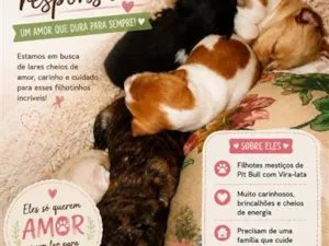 Cachorro raça Pit-Bull idade 2 a 6 meses nome VC ESCOLHE 