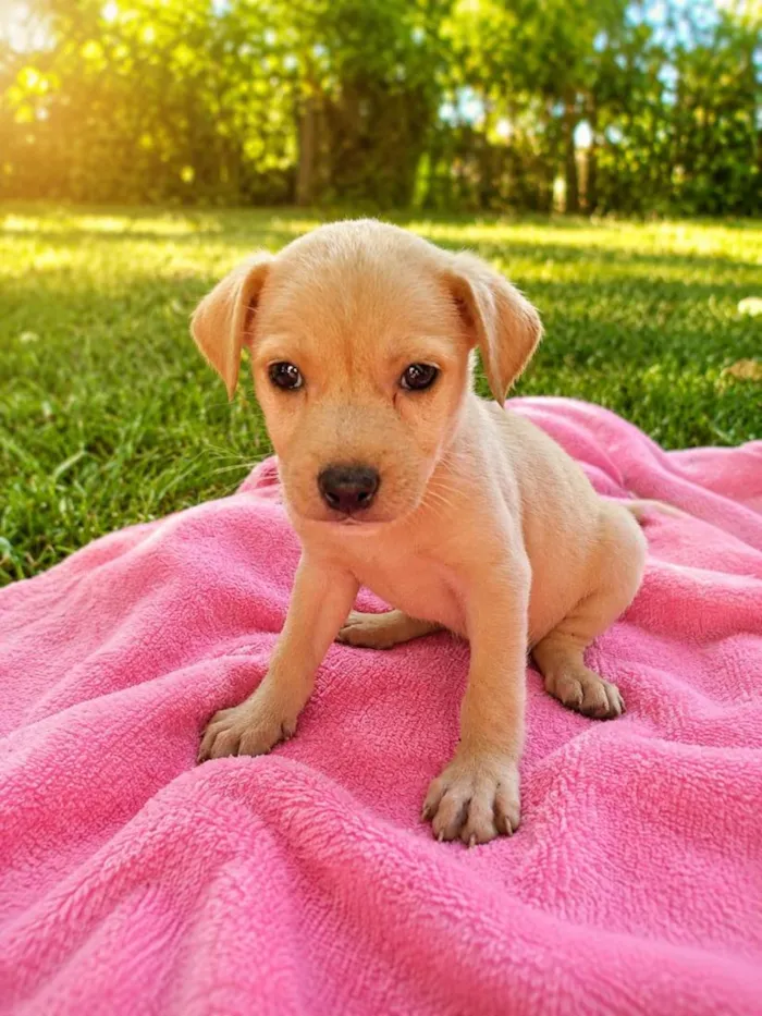 Cachorro raça SRD-ViraLata idade Abaixo de 2 meses nome Jujuba