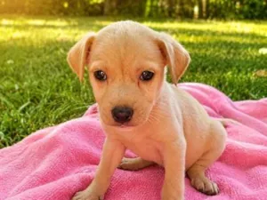 Cachorro raça SRD-ViraLata idade Abaixo de 2 meses nome Jujuba