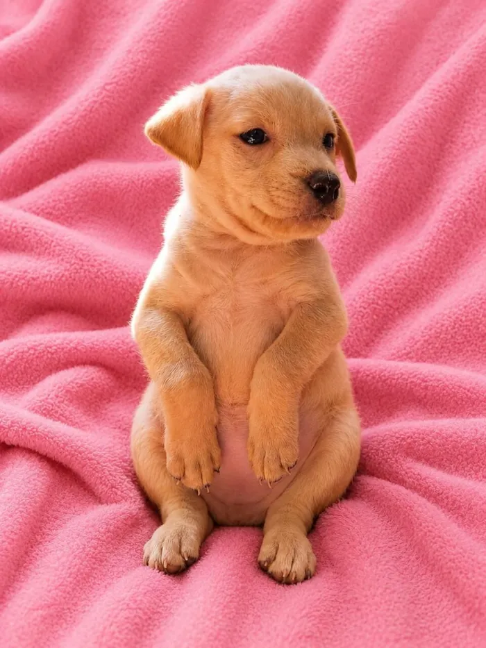 Cachorro raça SRD-ViraLata idade Abaixo de 2 meses nome Jujuba