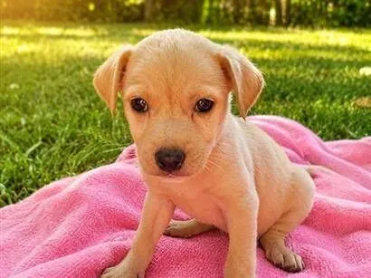 Cachorro raça SRD-ViraLata idade Abaixo de 2 meses nome Jujuba