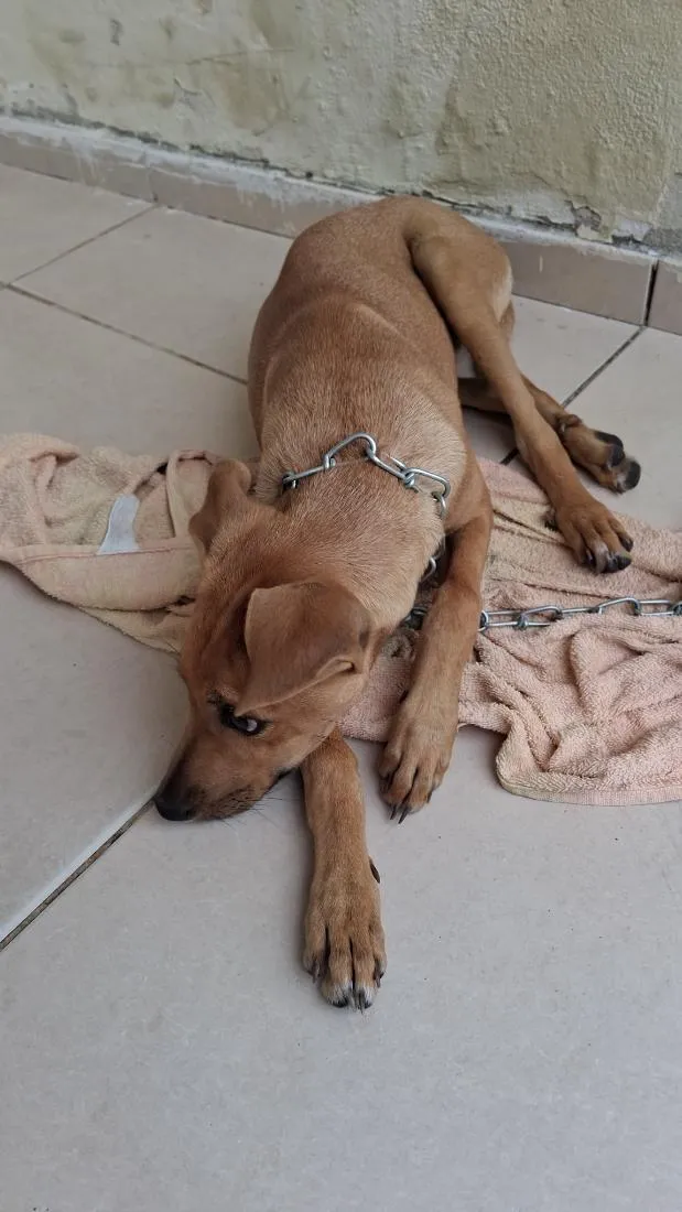 Cachorro raça SRD-ViraLata idade 1 ano nome Não sei