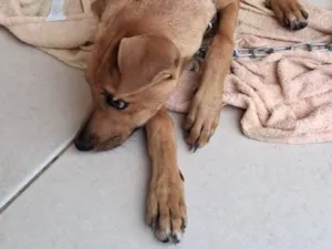 Cachorro raça SRD-ViraLata idade 1 ano nome Não sei