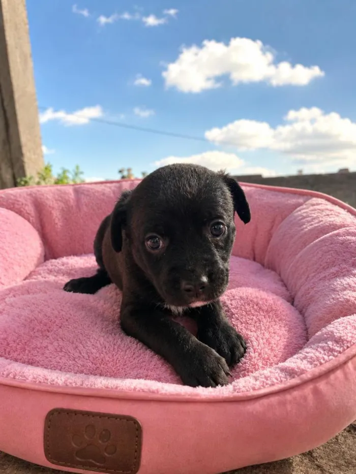 Cachorro raça SRD-ViraLata idade 2 a 6 meses nome Olívia