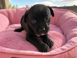 Cachorro raça SRD-ViraLata idade 2 a 6 meses nome Olívia