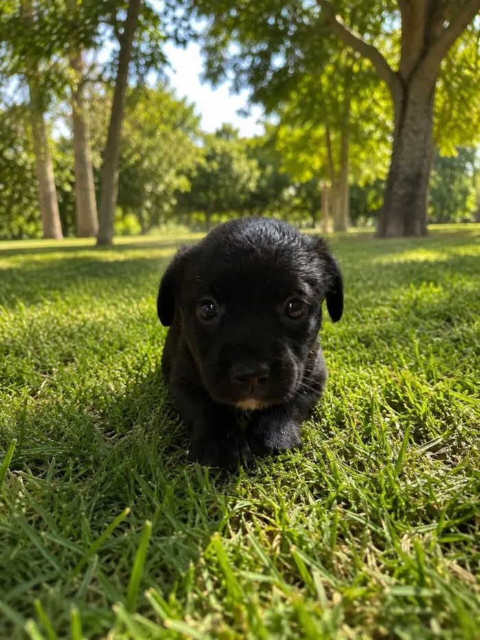 Cachorro raça SRD-ViraLata idade 2 a 6 meses nome Olívia