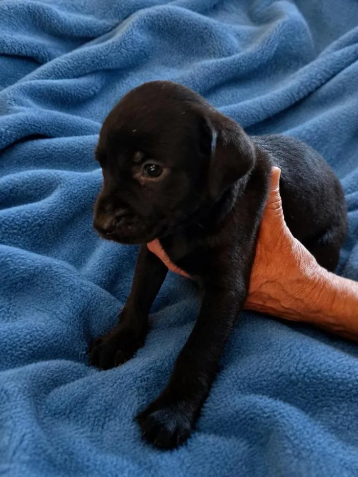 Cachorro raça SRD-ViraLata idade Abaixo de 2 meses nome Billy