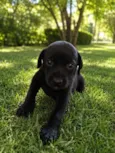 Billy