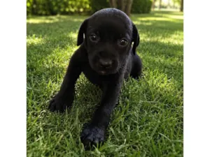 Cachorro raça SRD-ViraLata idade Abaixo de 2 meses nome Billy