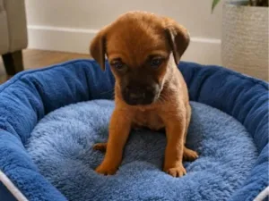 Cachorro raça SRD-ViraLata idade 2 a 6 meses nome Carlinhos