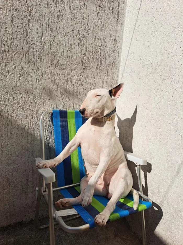 Cachorro raça SRD-ViraLata idade 6 ou mais anos nome Matilde