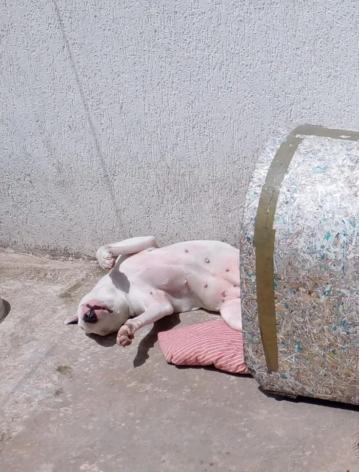Cachorro raça SRD-ViraLata idade 6 ou mais anos nome Matilde