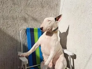 Cachorro raça SRD-ViraLata idade 6 ou mais anos nome Matilde