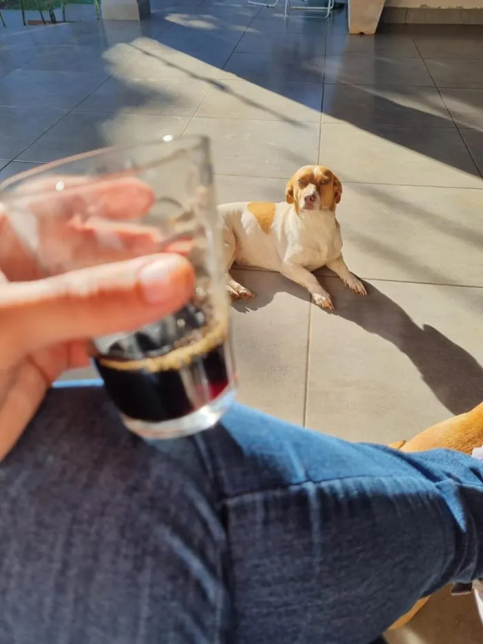 Cachorro raça SRD-ViraLata idade 5 anos nome Luna