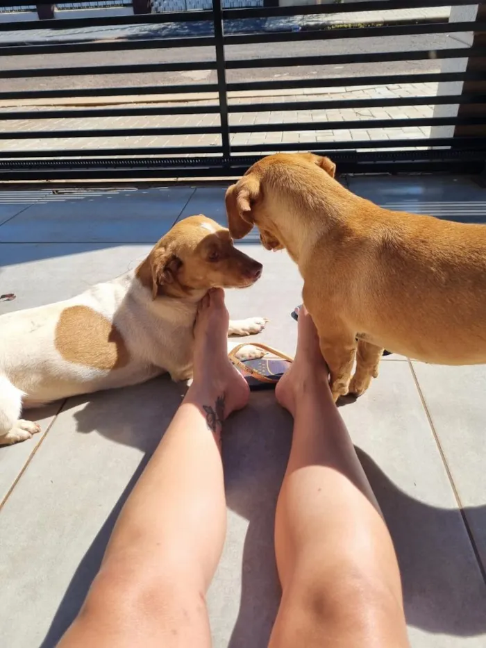 Cachorro raça SRD-ViraLata idade 5 anos nome Luna