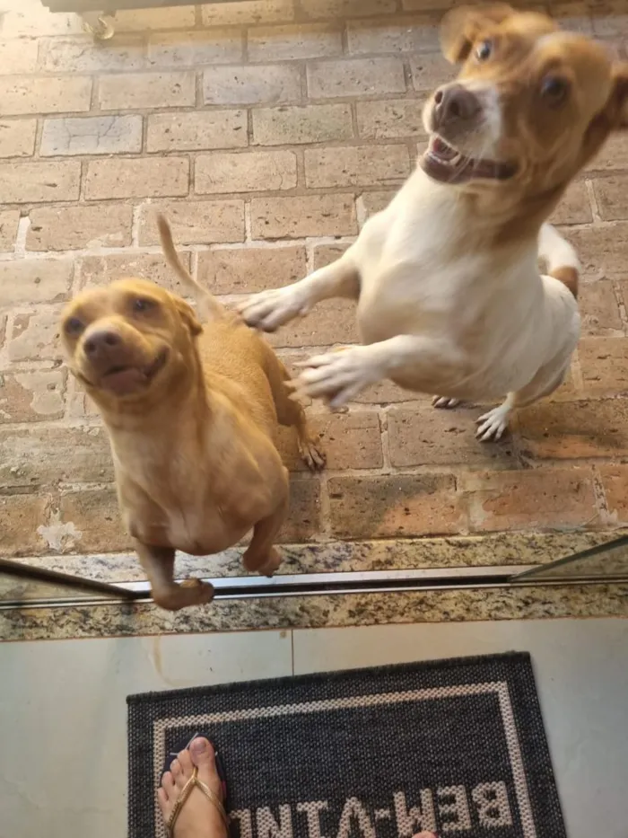 Cachorro raça SRD-ViraLata idade 5 anos nome Luna