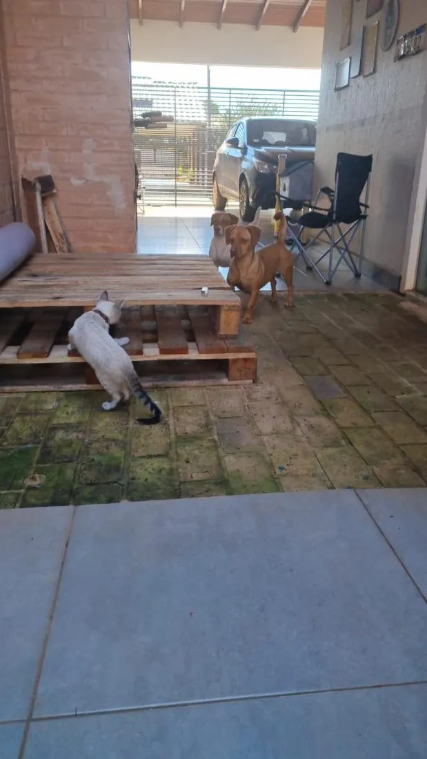 Cachorro raça SRD-ViraLata idade 5 anos nome Luna