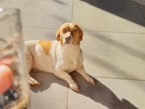 Cachorro raça SRD-ViraLata idade 5 anos nome Luna