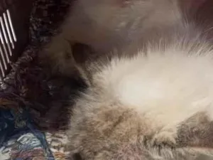 Gato raça SRD-ViraLata idade 2 anos nome toco