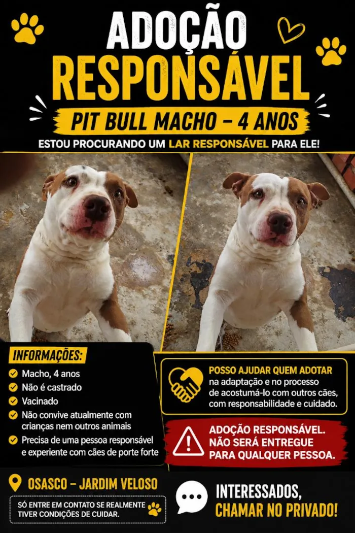 Cachorro raça Pit-Bull idade 4 anos nome piddy