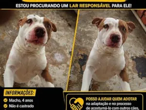 Cachorro raça Pit-Bull idade 4 anos nome piddy
