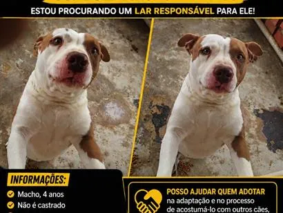 Cachorro raça Pit-Bull idade 4 anos nome piddy