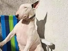 Cachorro raça SRD-ViraLata idade 6 ou mais anos nome Matilde