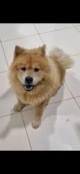 Koda