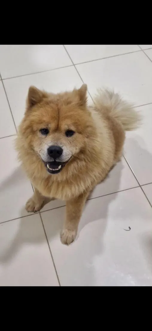 Cachorro raça SRD-ViraLata idade 3 anos nome Koda