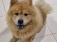 Koda