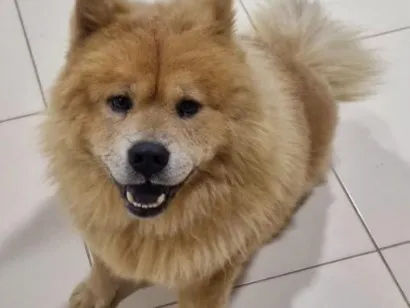 Cachorro raça SRD-ViraLata idade 3 anos nome Koda