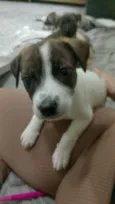 Meredith