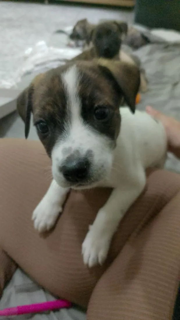 Cachorro raça SRD-ViraLata idade 2 a 6 meses nome Meredith