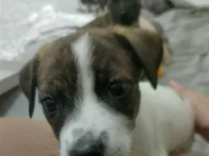 Cachorro raça SRD-ViraLata idade 2 a 6 meses nome Meredith