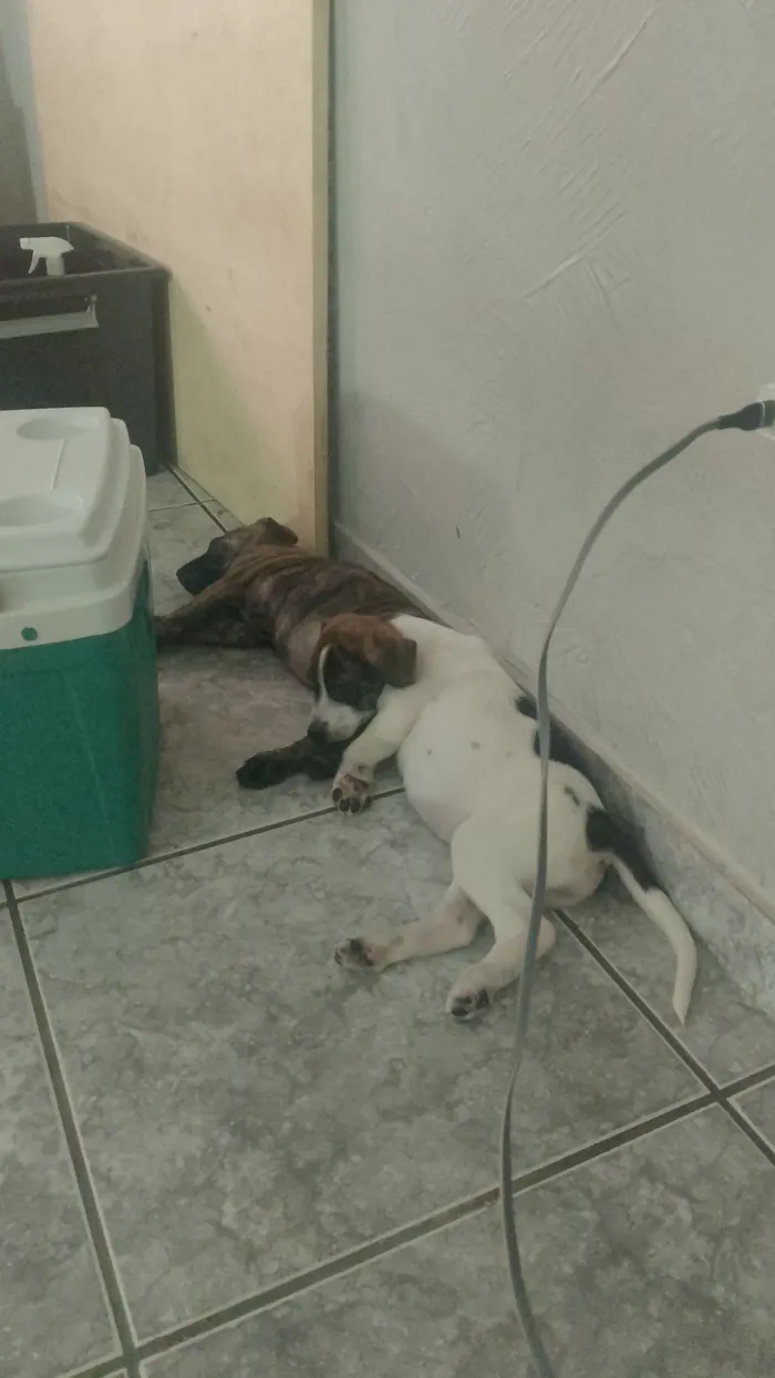 Cachorro raça SRD-ViraLata idade 2 a 6 meses nome Meredith