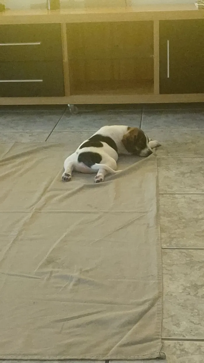 Cachorro raça SRD-ViraLata idade 2 a 6 meses nome Meredith