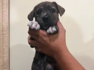 Cachorro raça SRD-ViraLata idade Abaixo de 2 meses nome Stitch