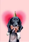 Cooki bb2 meses um amor 